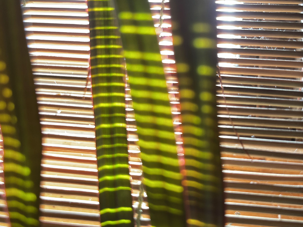 SunStripeS (2)