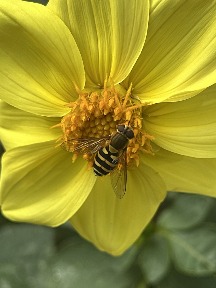Honey Pot