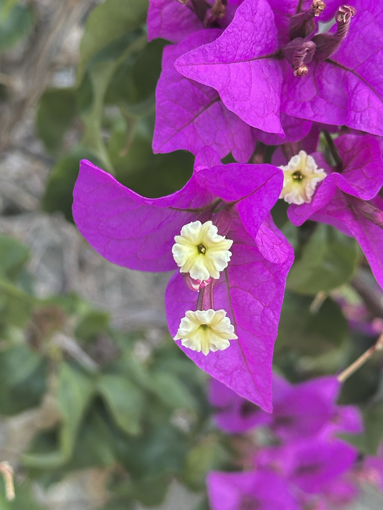 Pure Purple