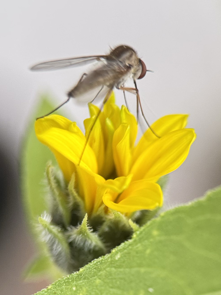 Sunflower fan