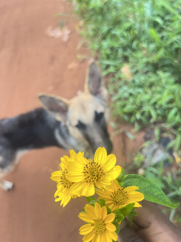 Human best friend 