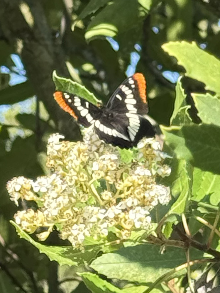 Lotquin’s admiral
