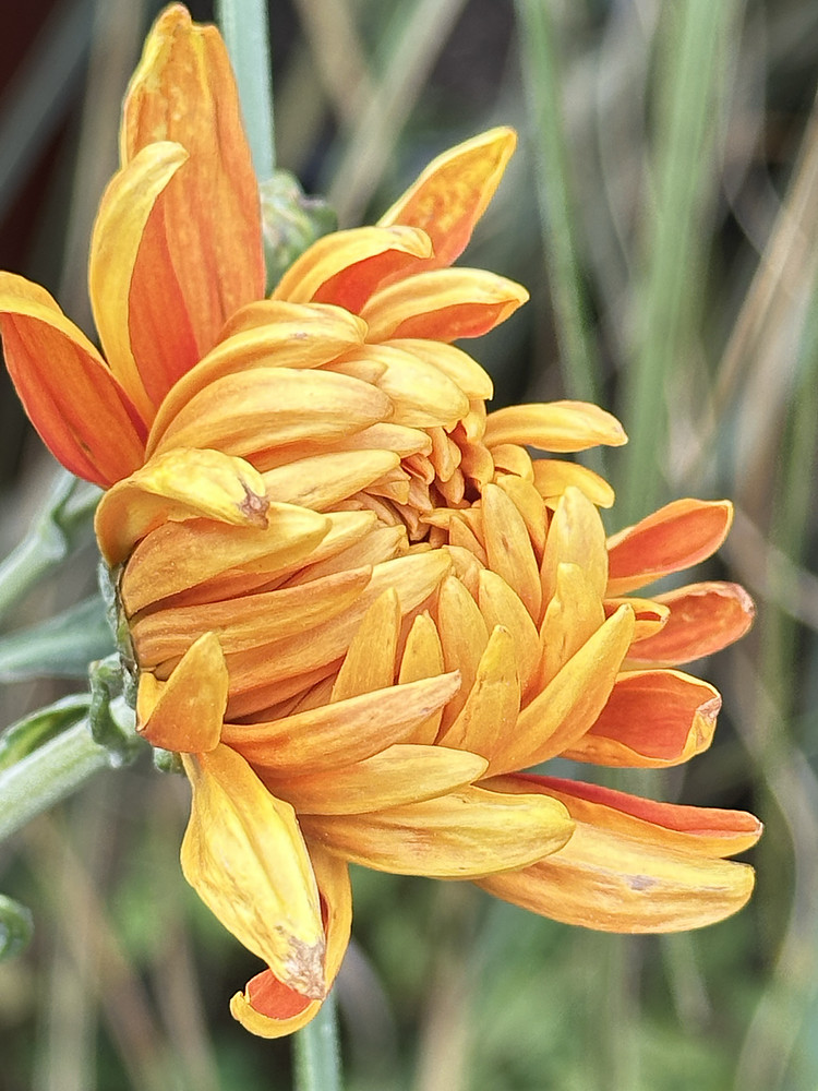 Orange Flare