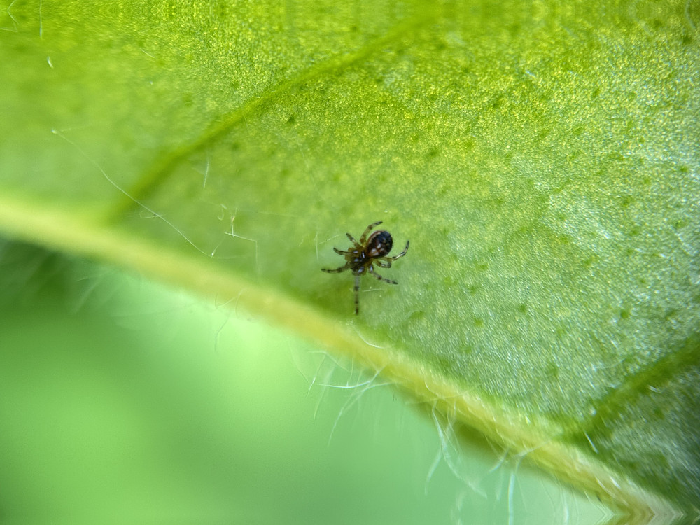 Tiny Predator