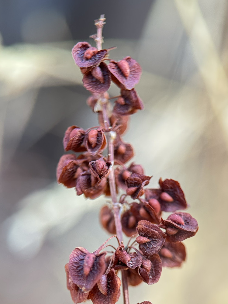 Pterospora andromeda 
