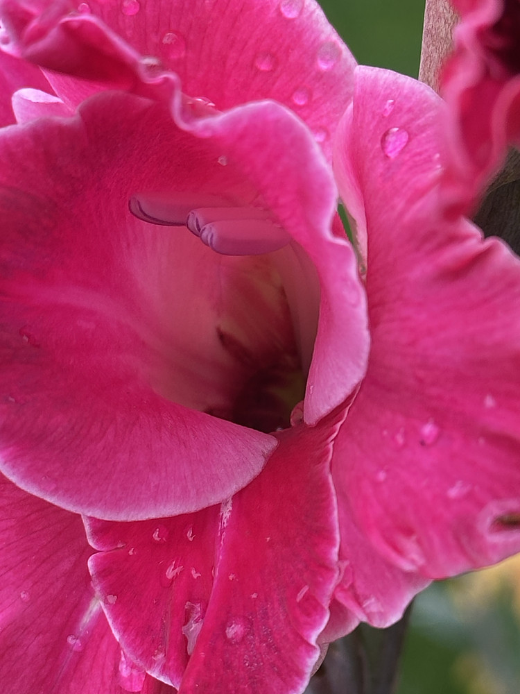 Deep Pink