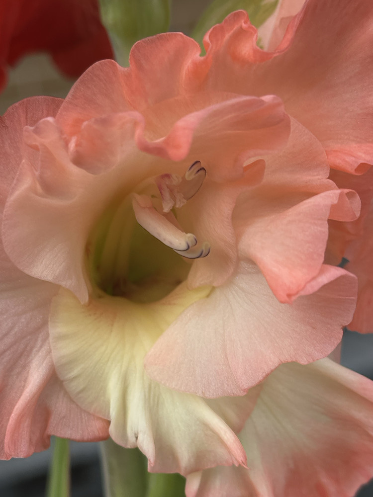 Peach Ruffles