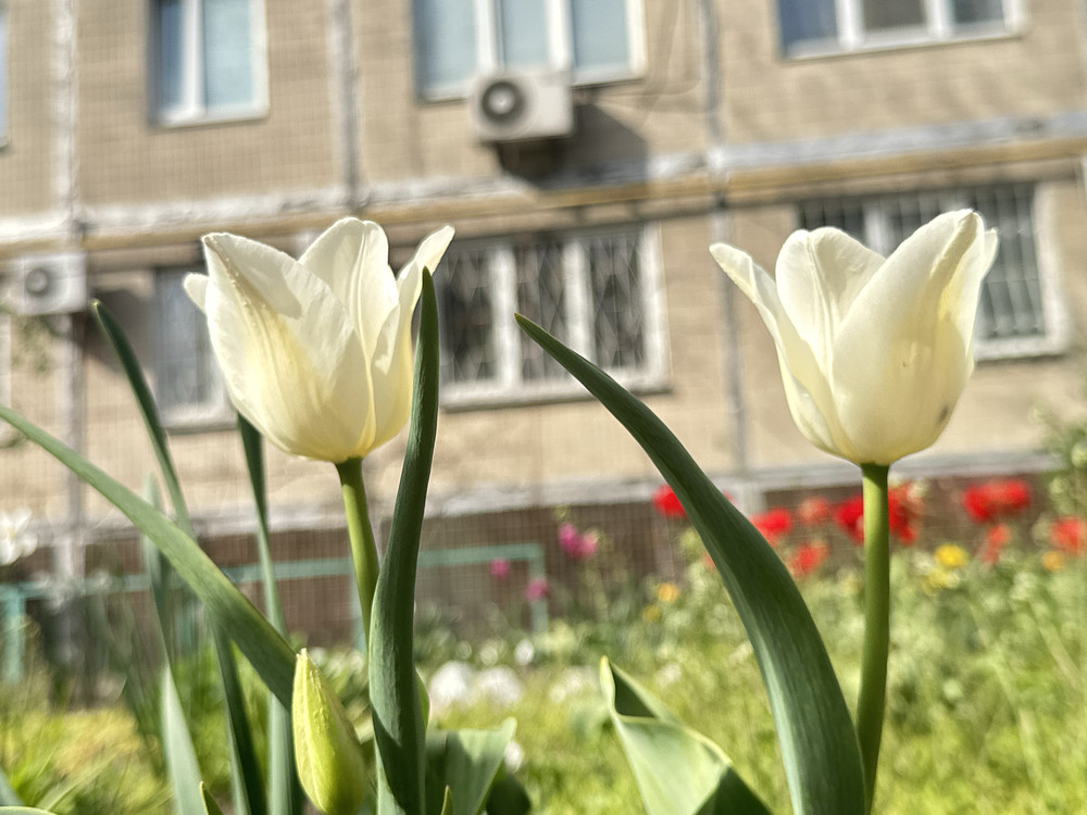 Bloom #4