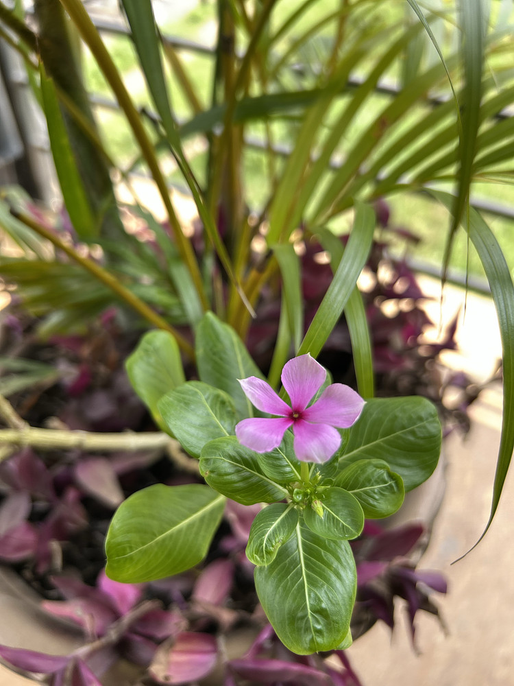 Purple flower