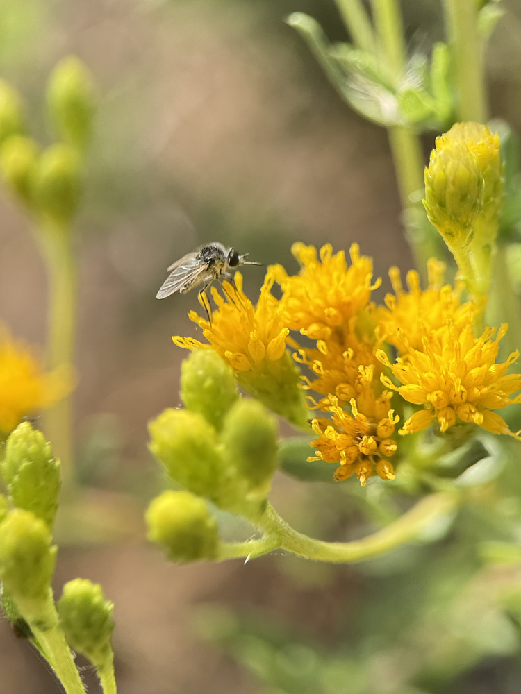 Nectar of life 