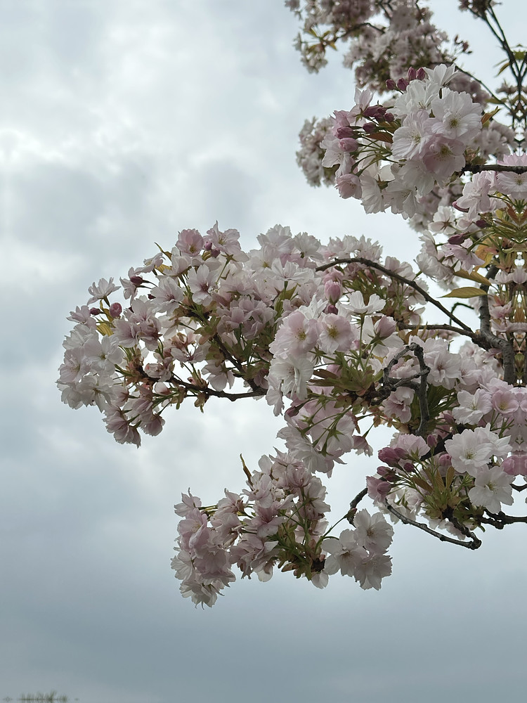 Branching Out