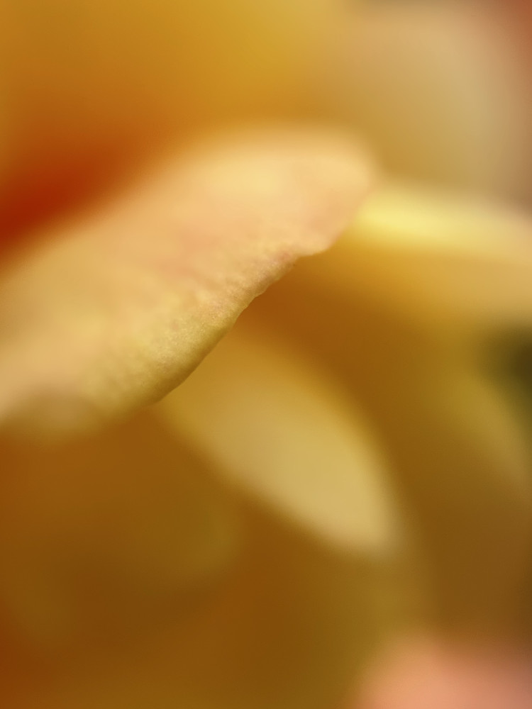 Yellow Edge