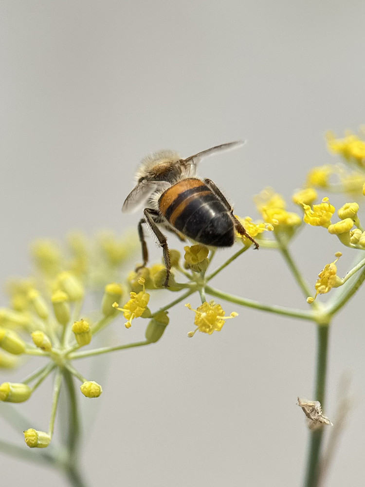 Bee’s knees 