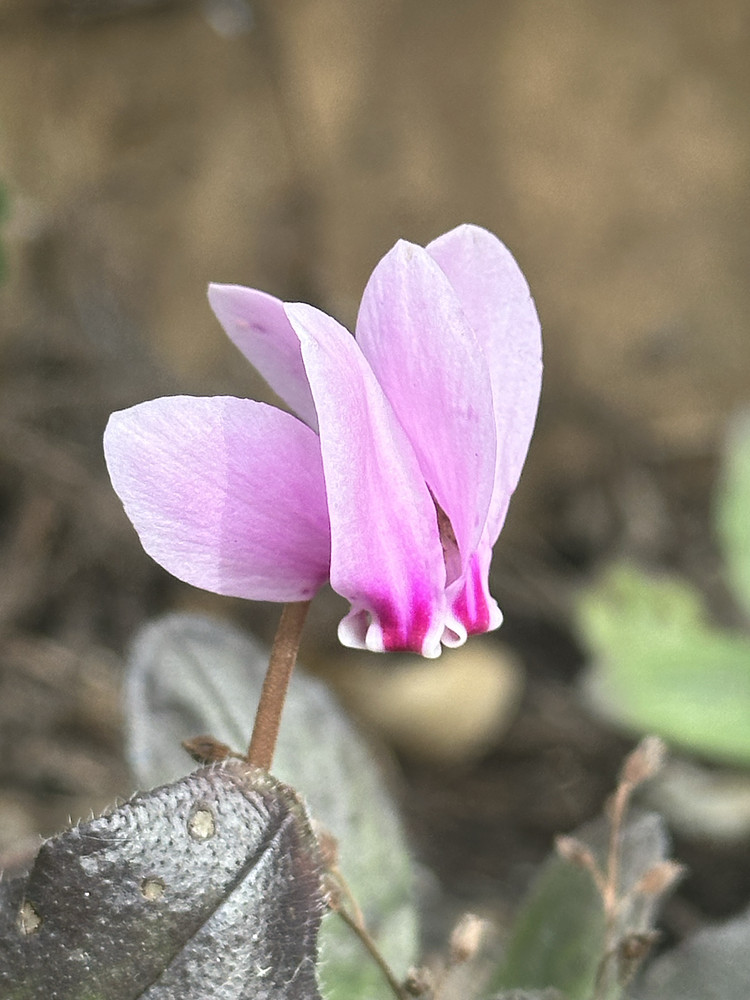 Regal Magenta