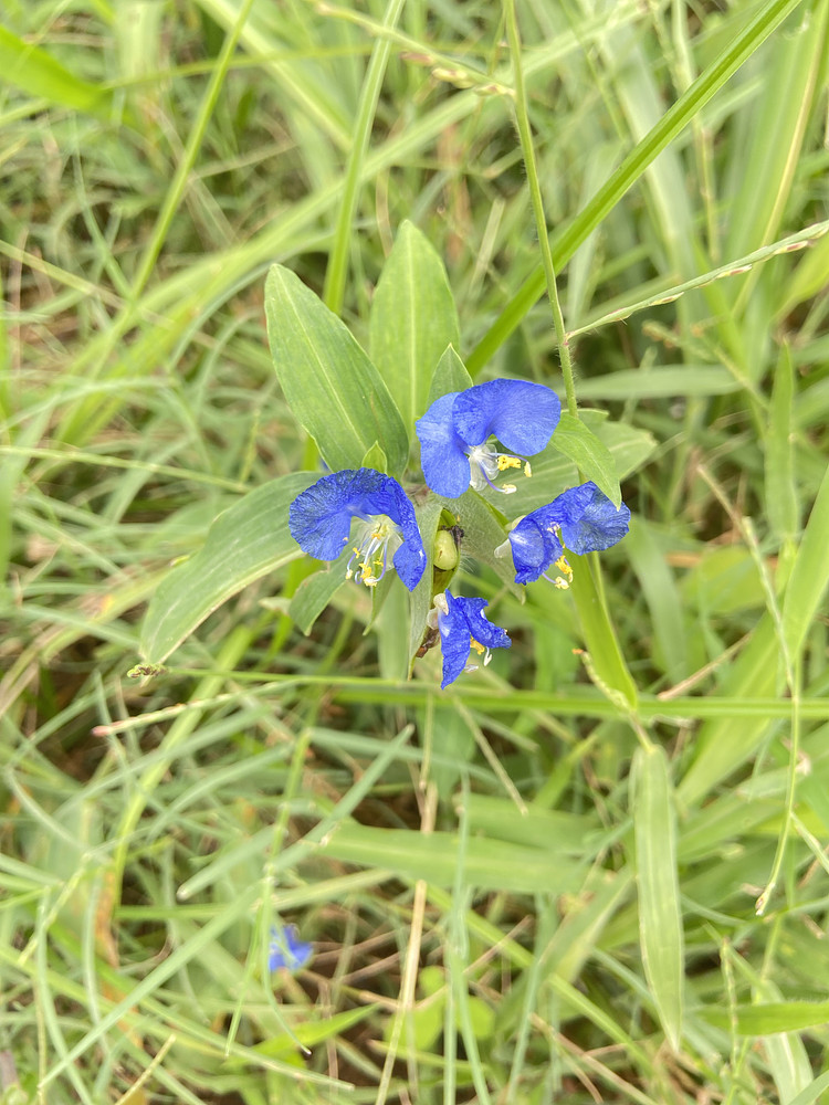 Blue flora 