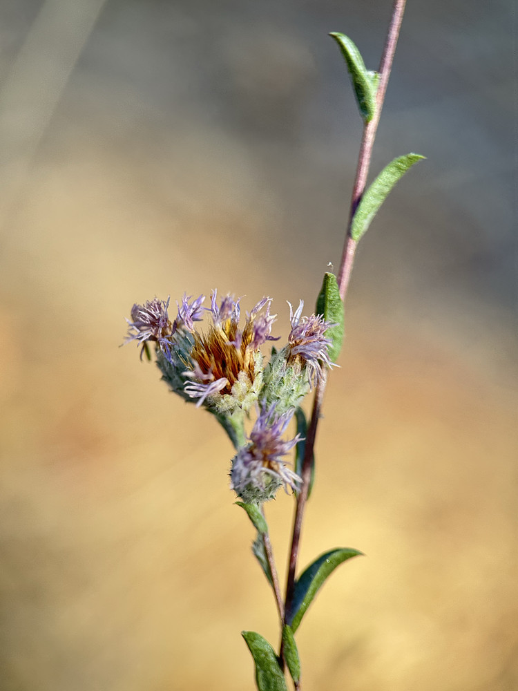 Sierra Lessingia