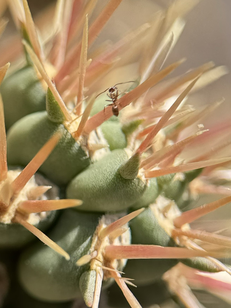 Jumping Cholla