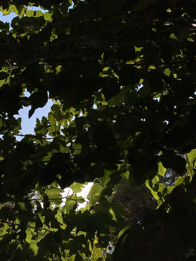 Green time 