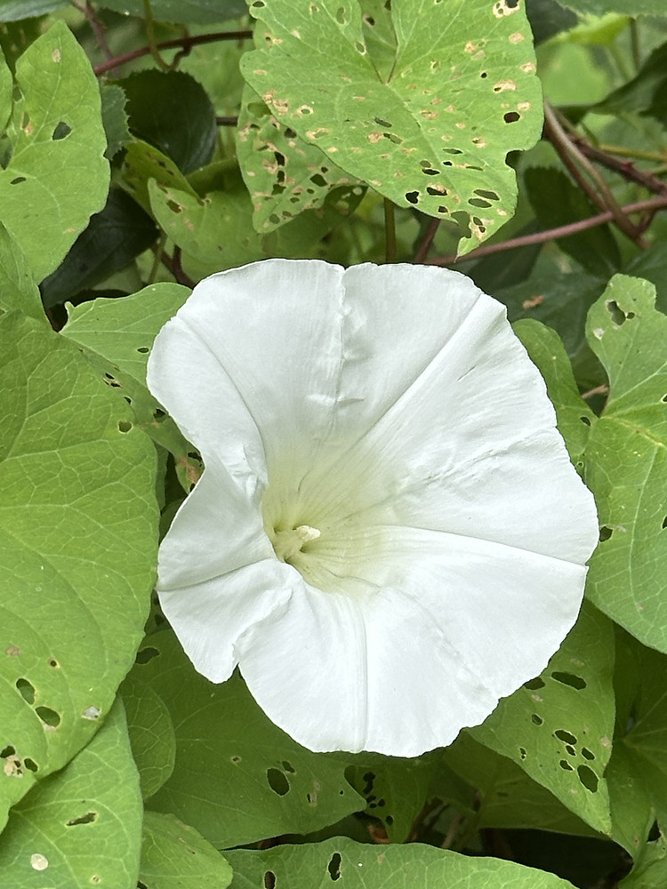 Beauty in Seclusion