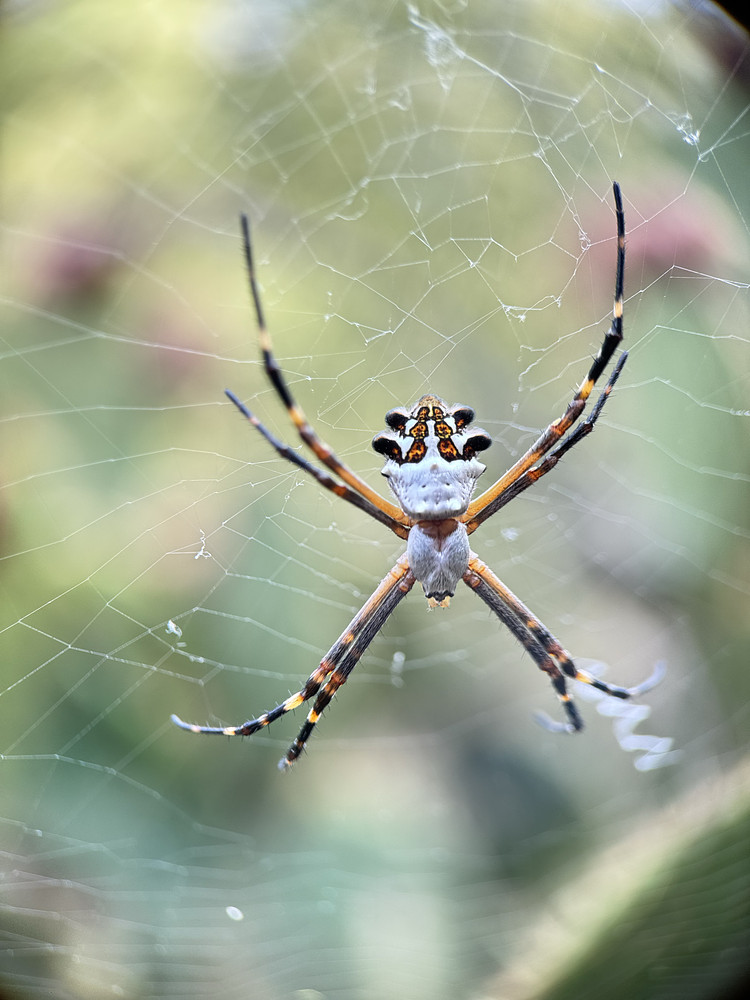 Orb weaver spider 