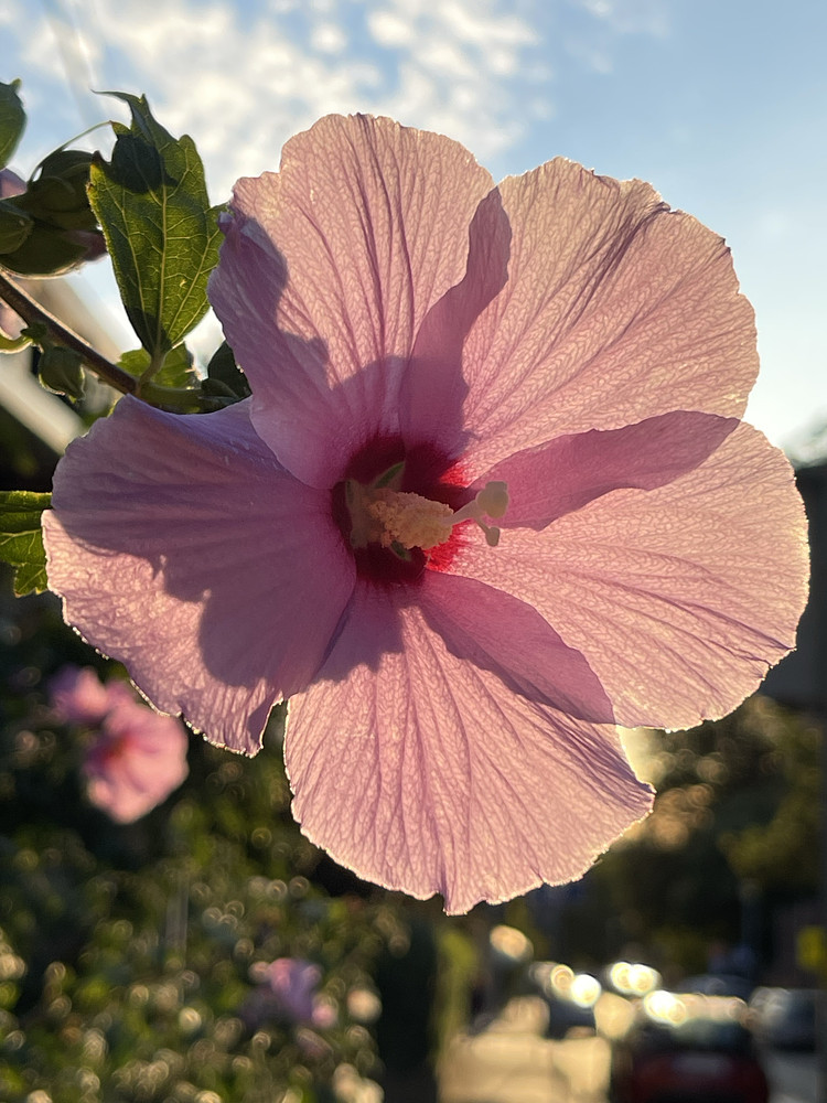 flower_001