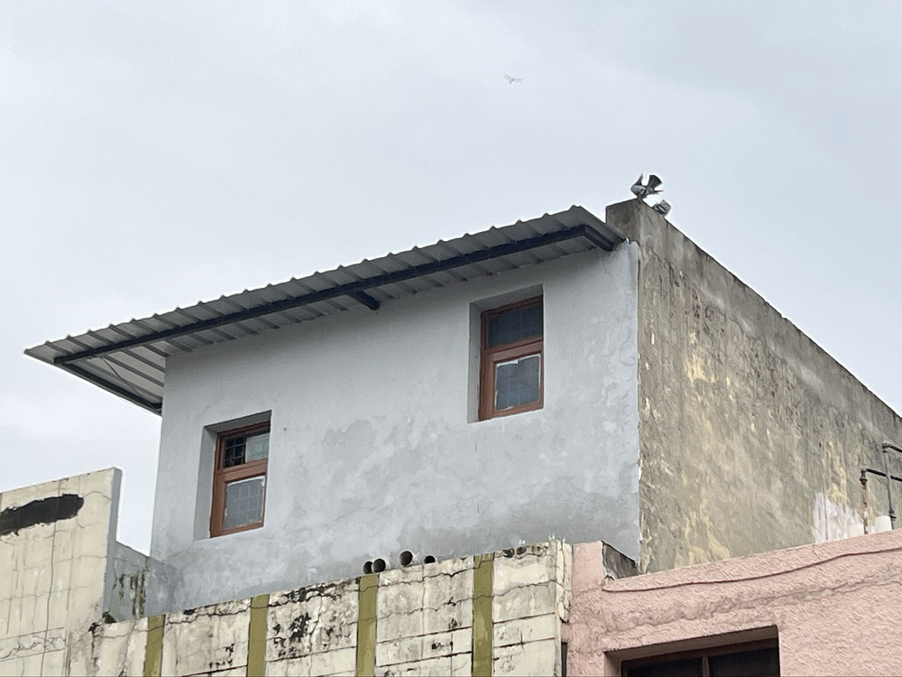 Preening on the rooftop
