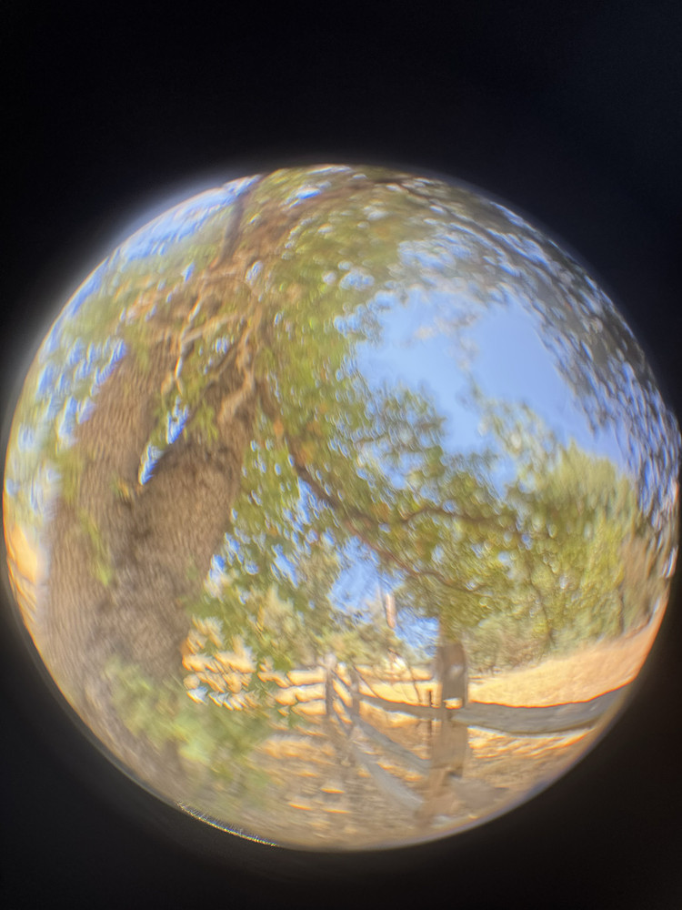 Giant Oak 