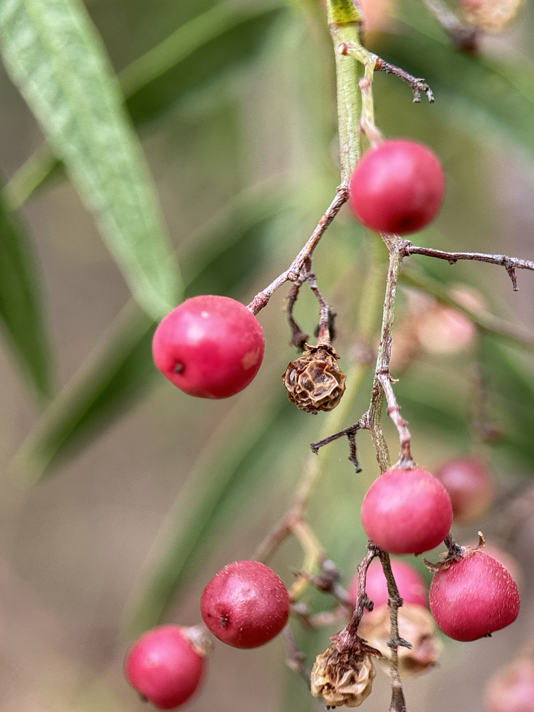 Schinus molle - rosé pepper 