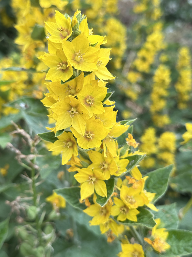 Yellow Stars