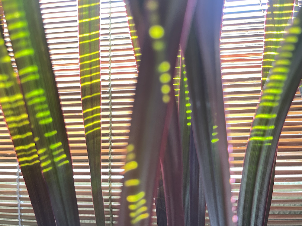 SunStripeS (1)