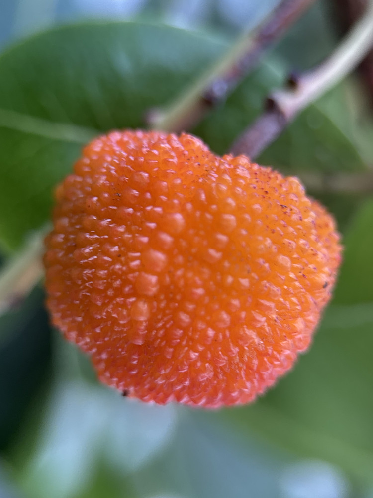 Strawberry Tree