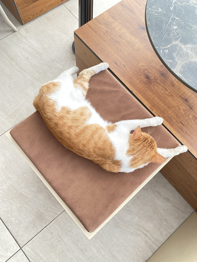 Lazy orange 