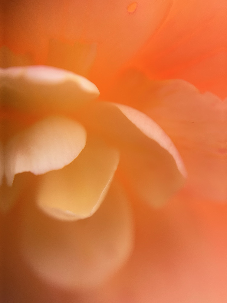 Apricot Mist