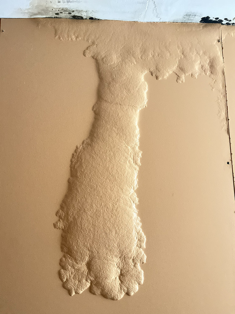 Fungus