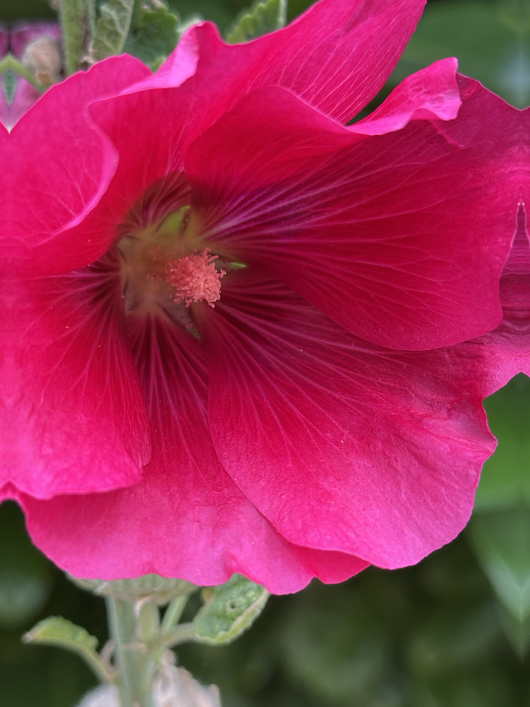 Pink Shade