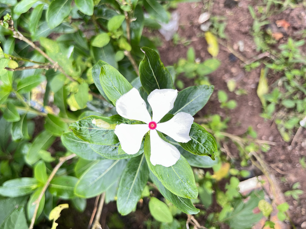 Flowery 