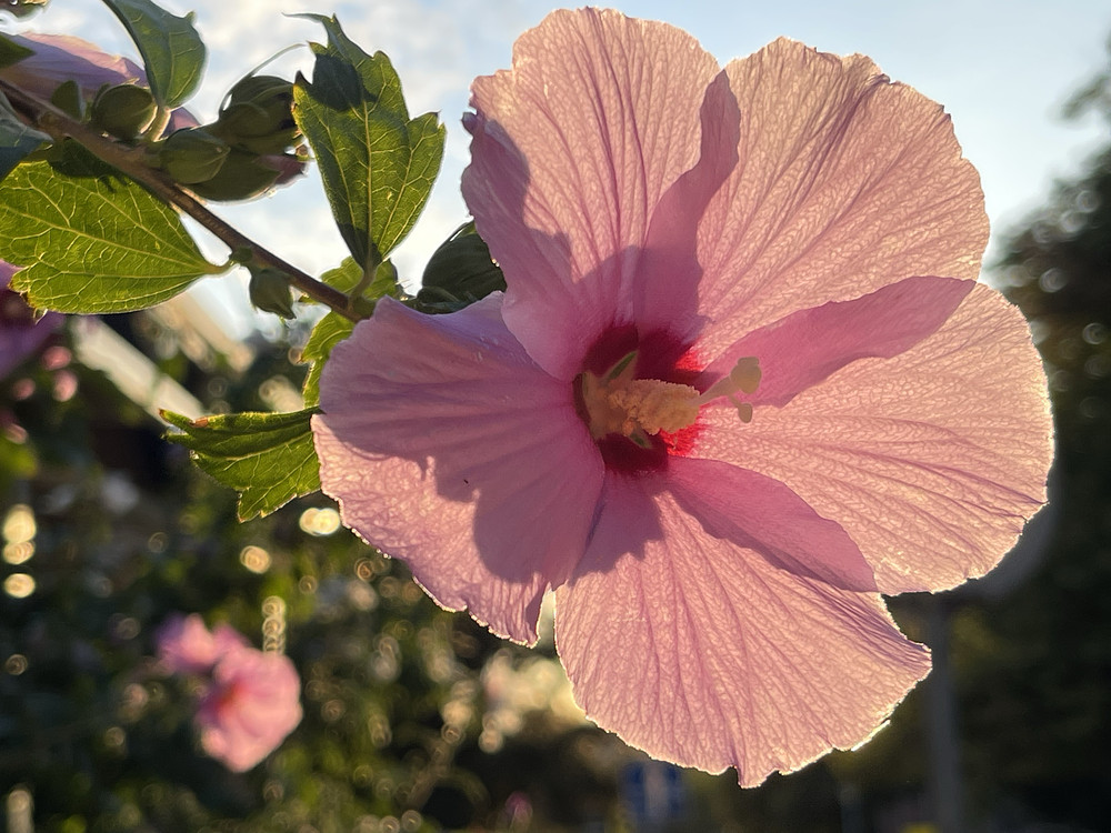 flower_002