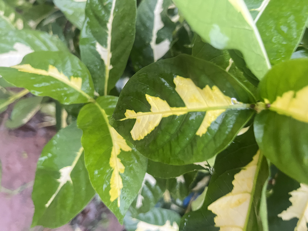 Leaves
