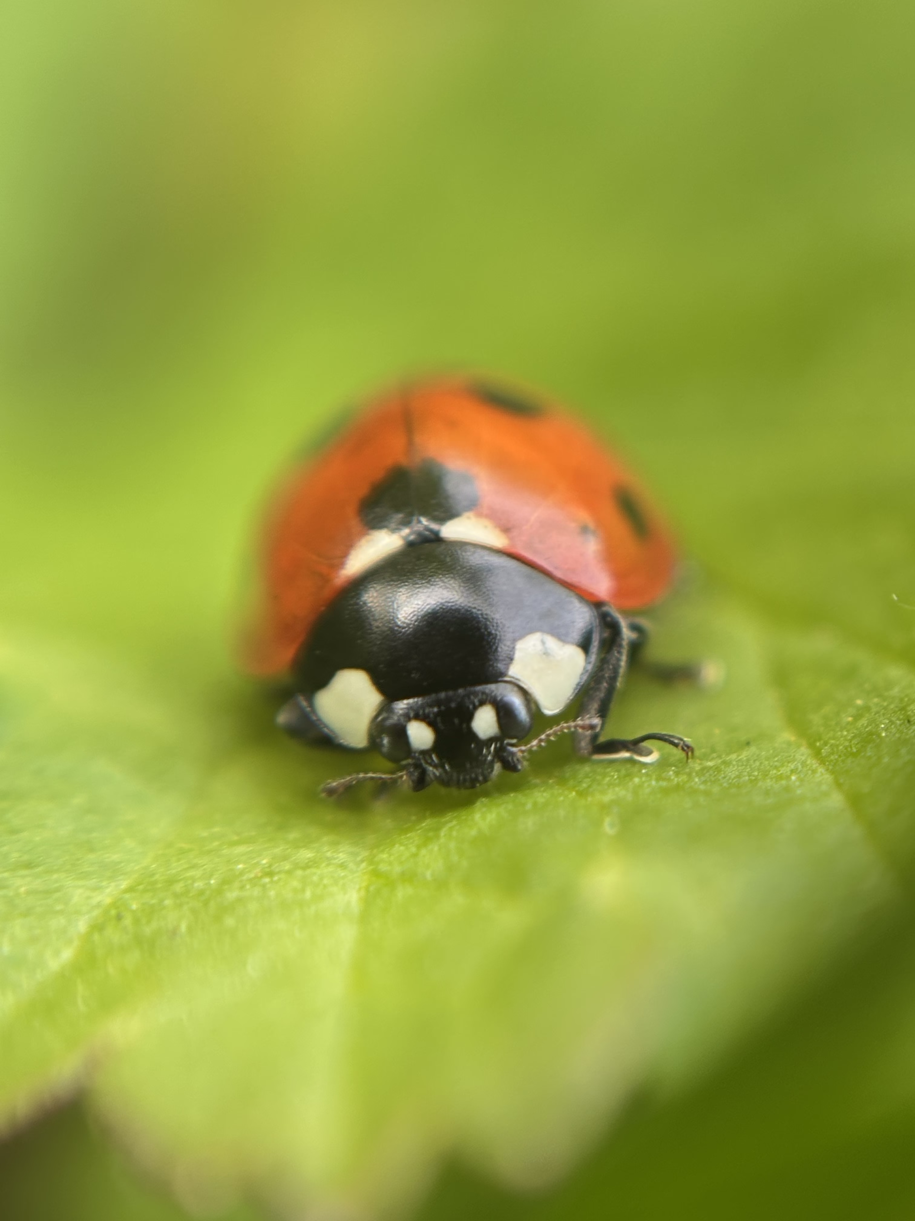 Ready for my closeup 