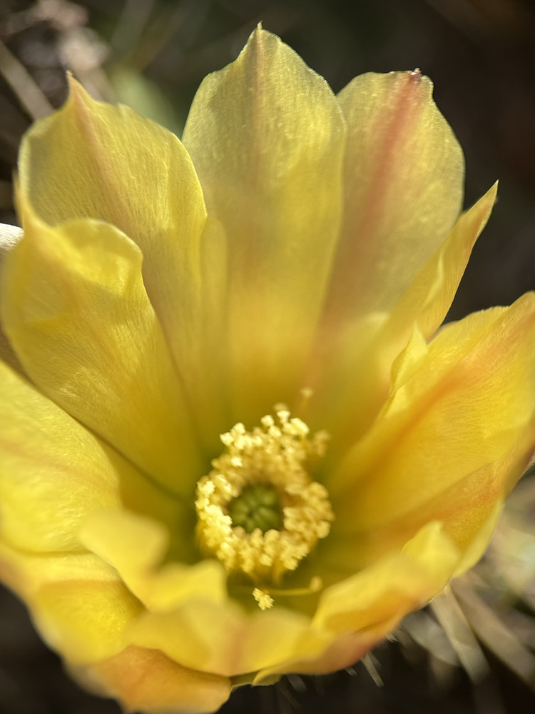 Opuntia - Nopales