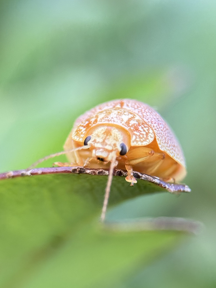 Paropis - Leaf Beetle 