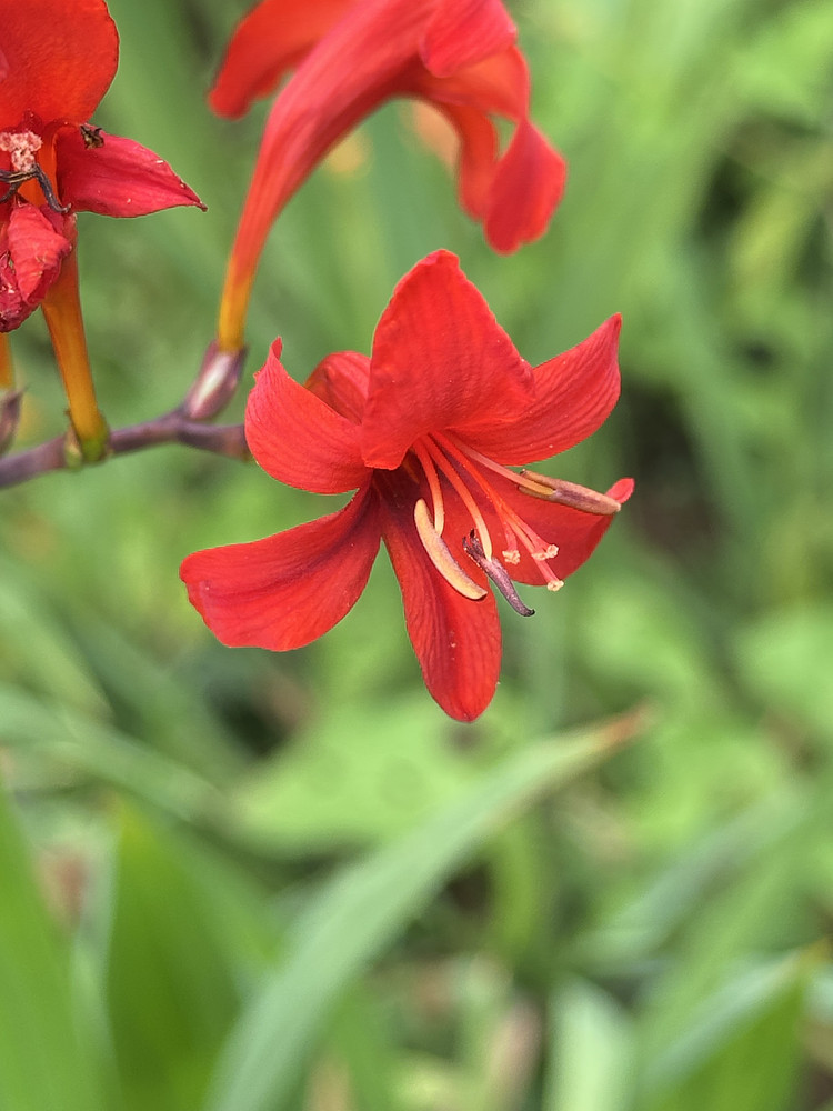 Scarlet Women