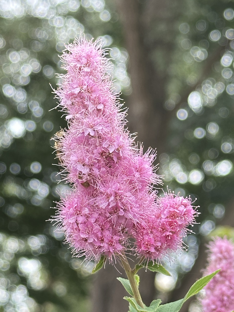 Pink Bokeh