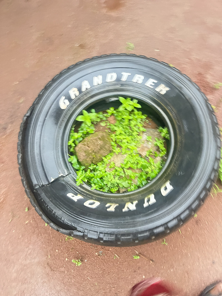 Plant in a tyre