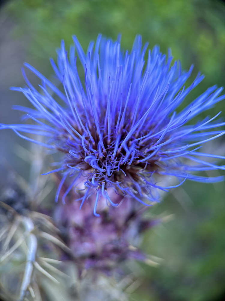 Purple Beauty 