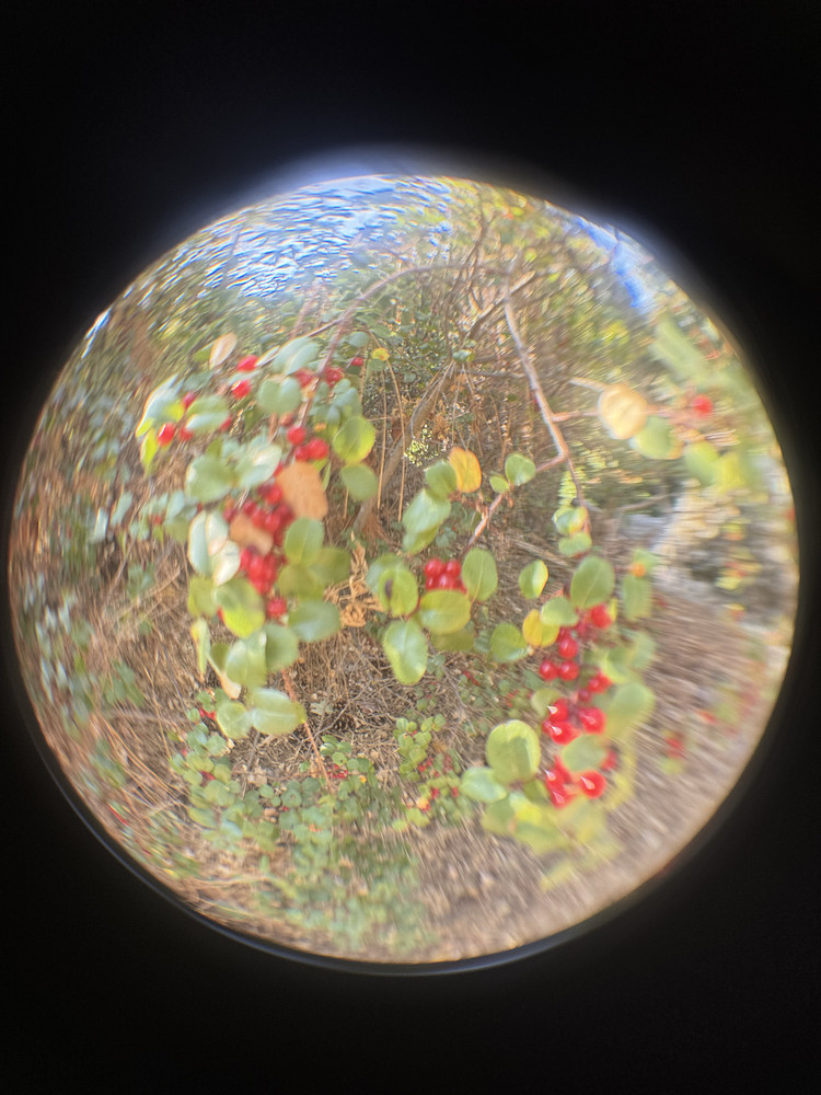 Red berries 