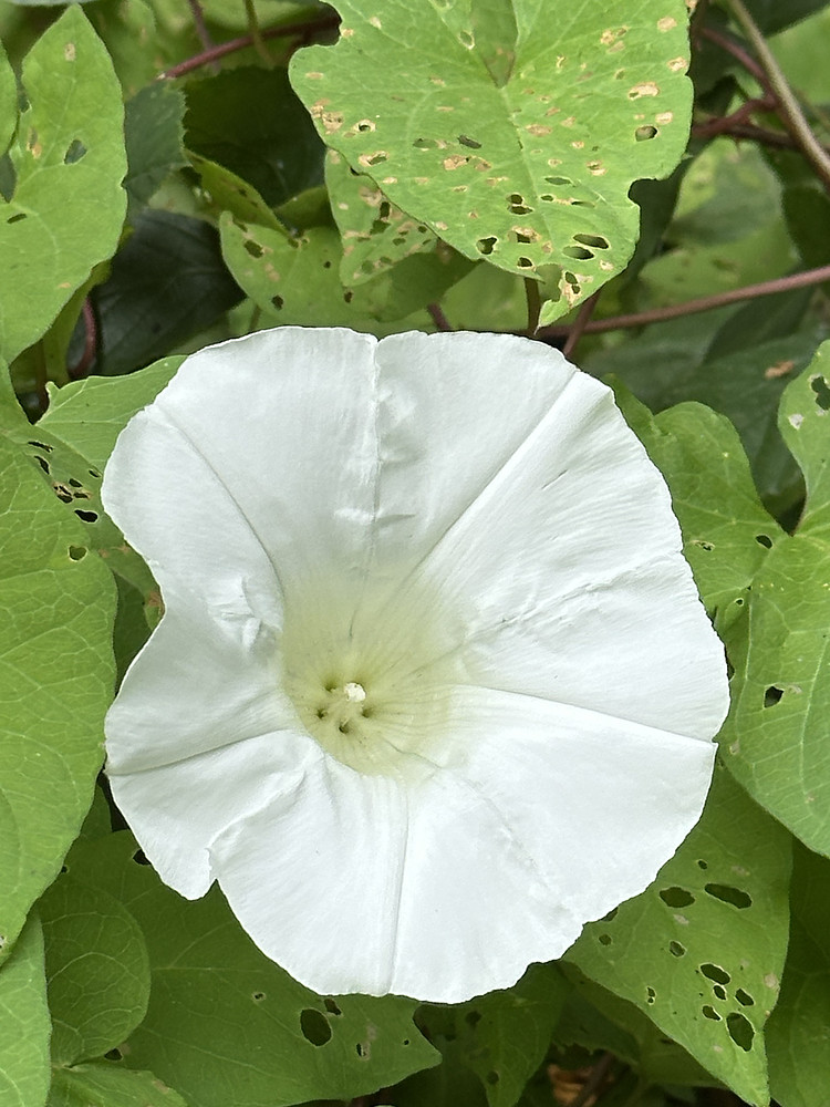 Ivory Bells
