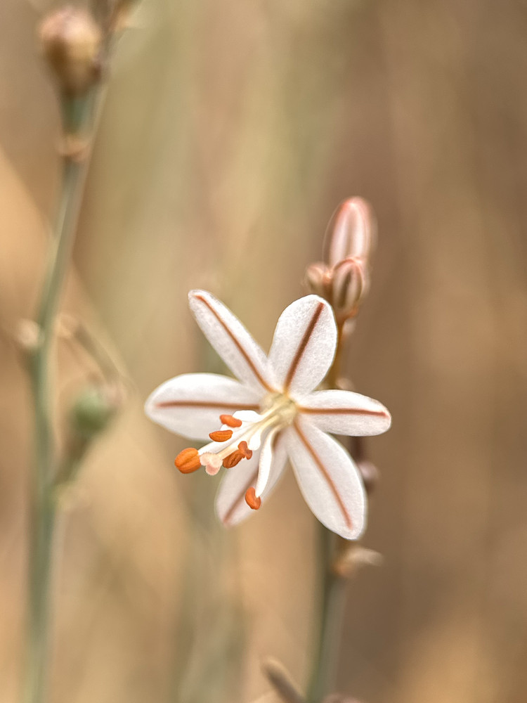 Onionweed 