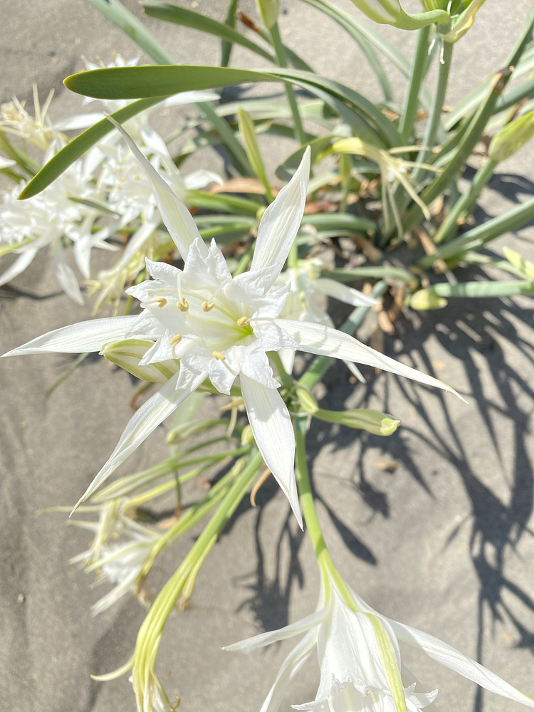 Bloom in the Dunes
