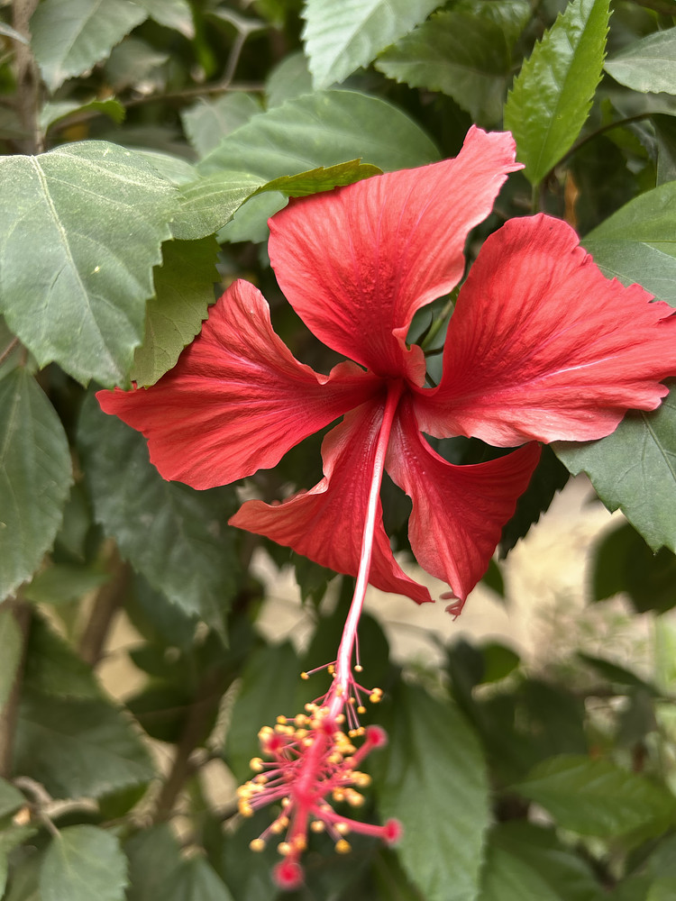 Red morning flower